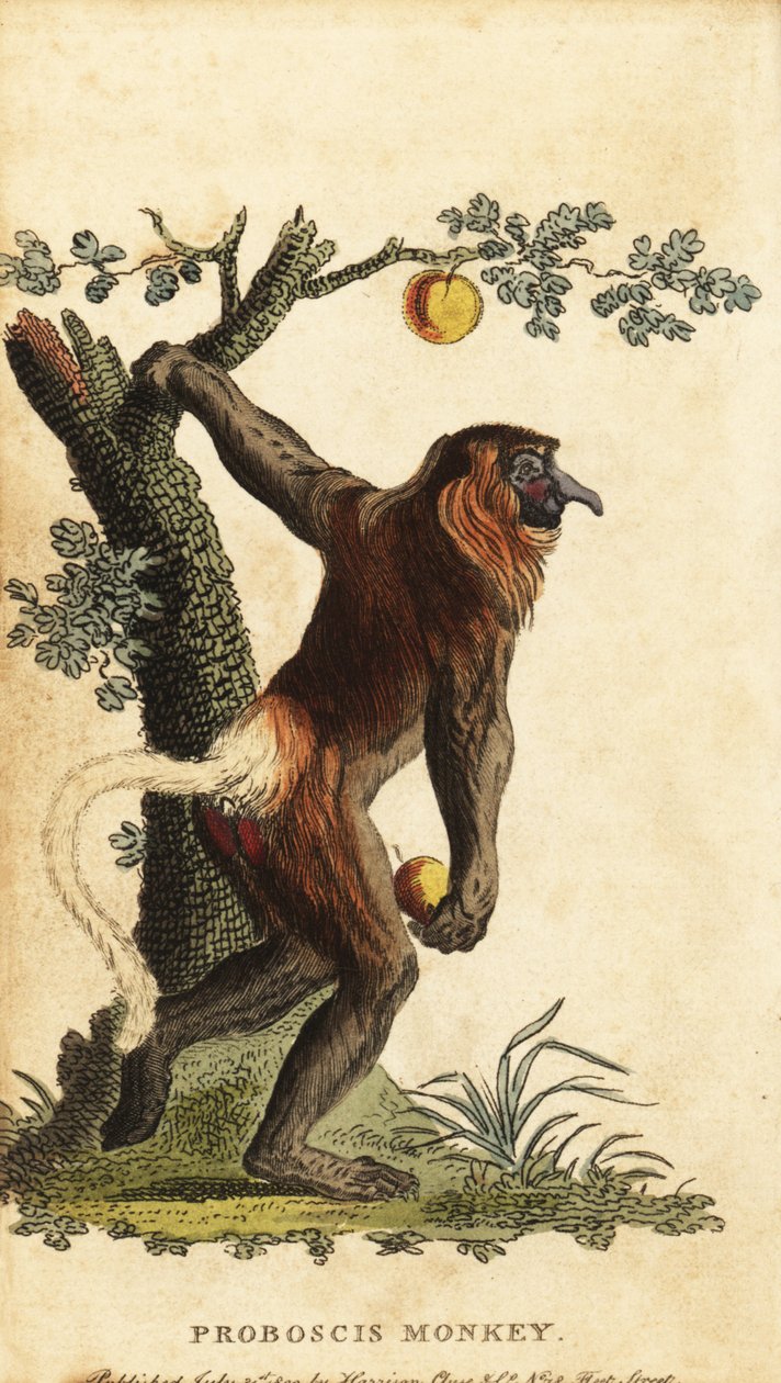 Dlouhonosá opice, Nasalis larvatus. Ohrožený. ,1800 (rytina) od Johann Eberhard Ihle