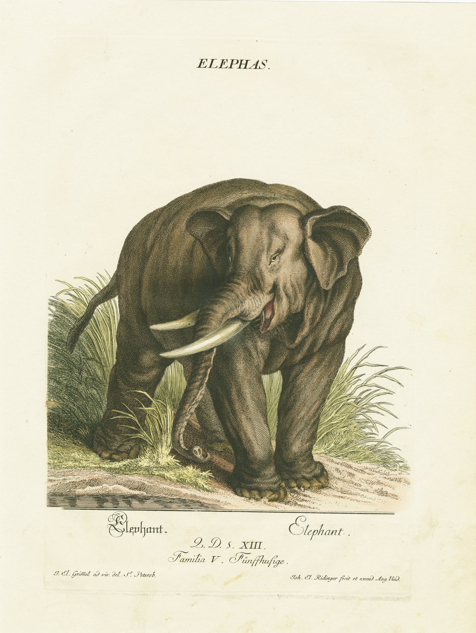  od Johann Elias Ridinger