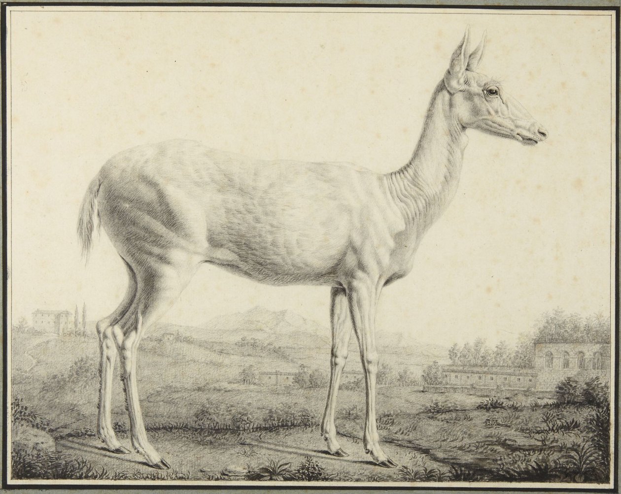 Jelen od Johann Elias Ridinger