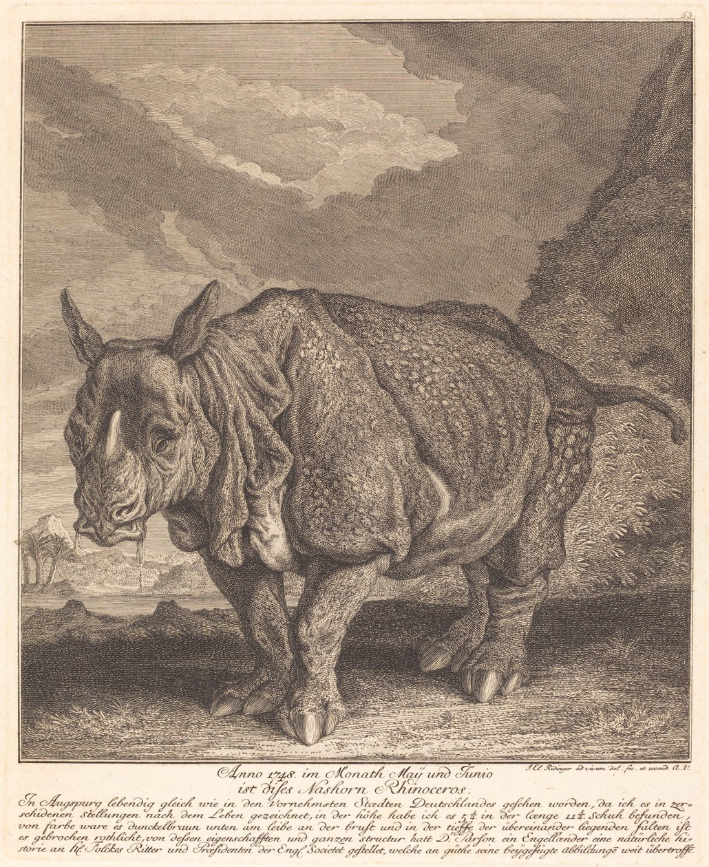 Nosorožec od Johann Elias Ridinger