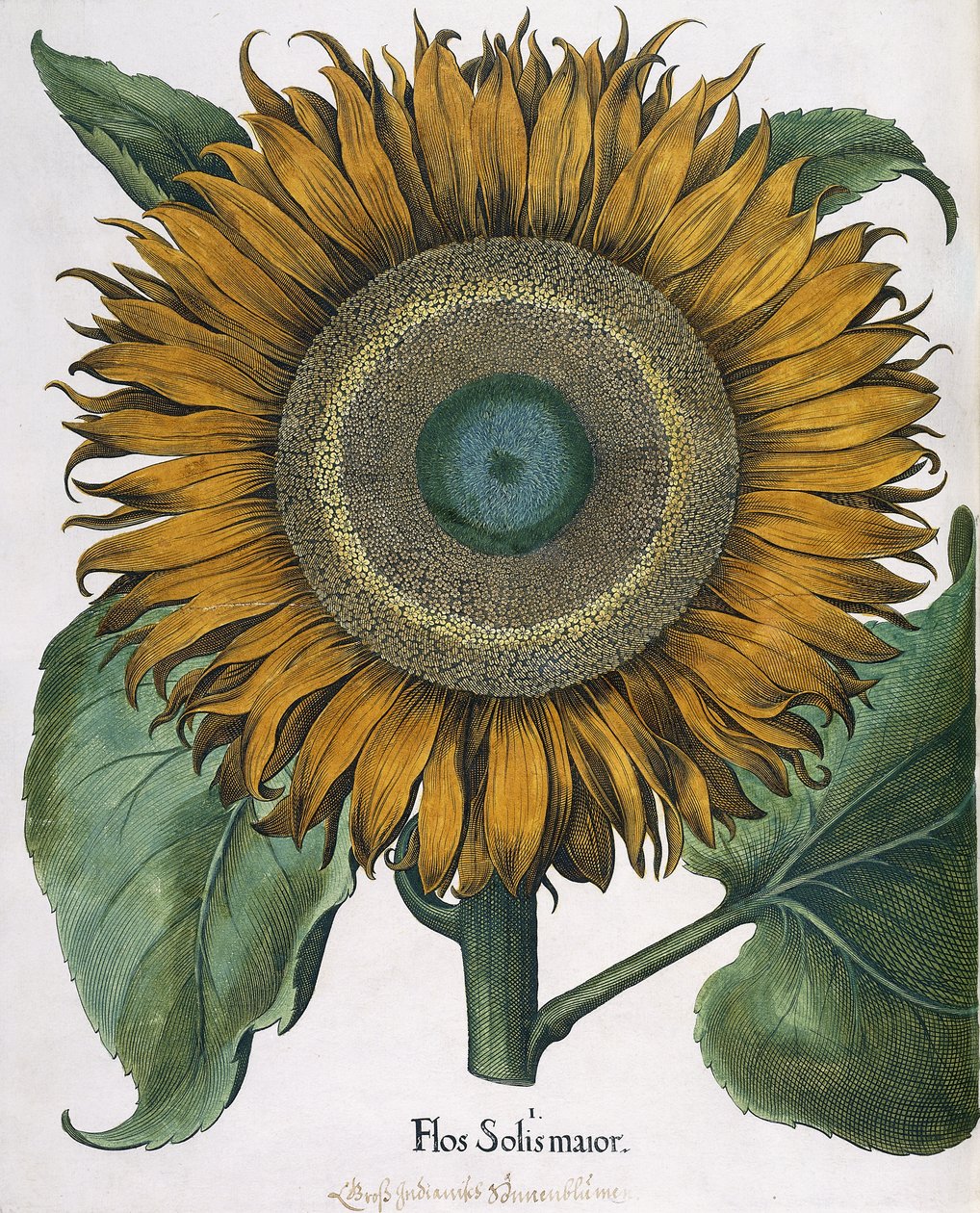 Flos Solis Major, 1613 od Johann Ernst Rentsch