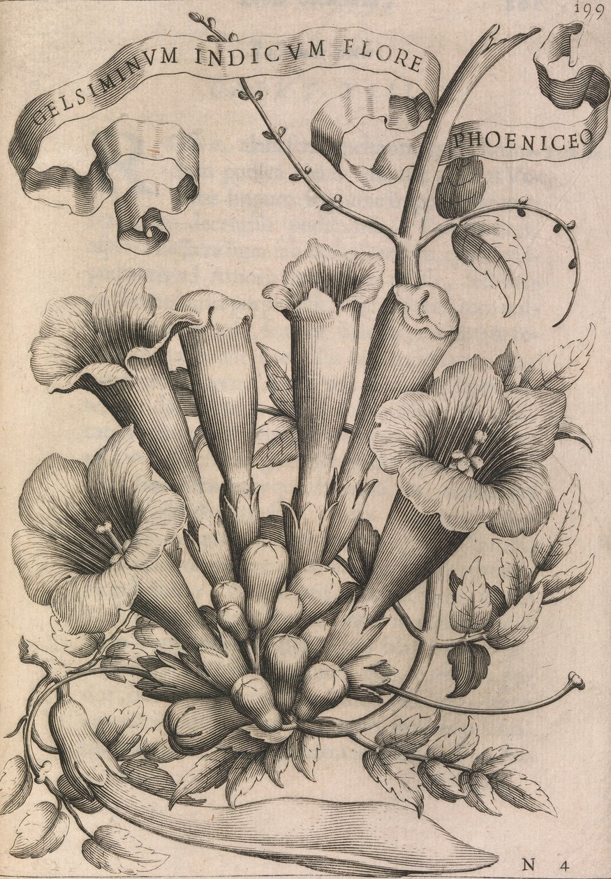 Gelsiminum indicum phoeniceum květ, 1633 od Johann Friedrich Greuter