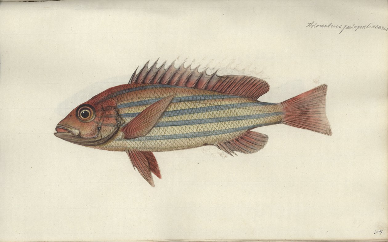 Lutjanus quinquelineatus, před rokem 1790 od Johann Friedrich Hennig