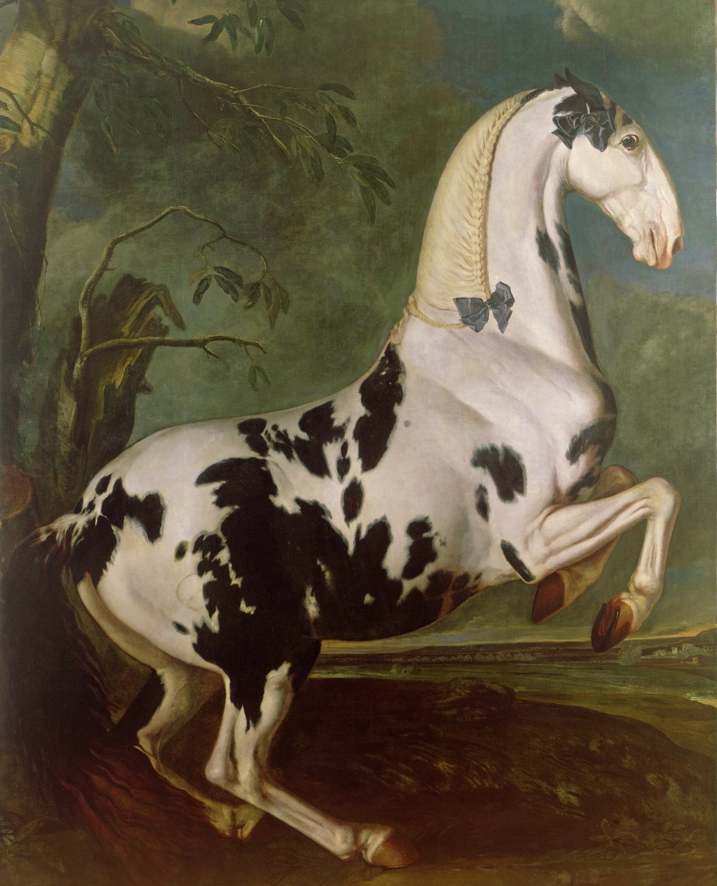 Piebald hřebec v hřebčíně Eisgruber od Johann Georg Hamilton