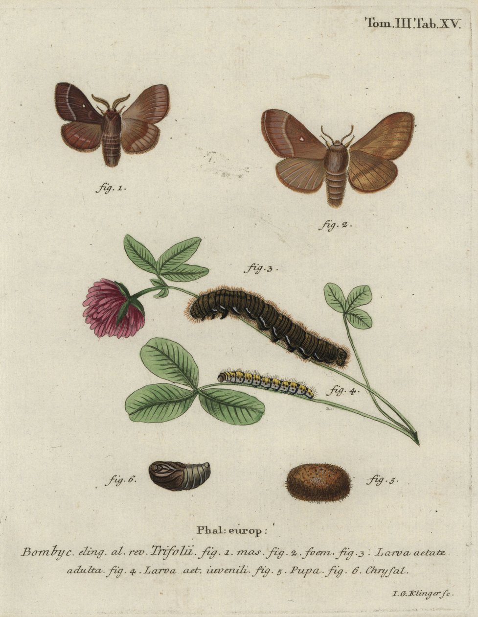 Vajíčka trávy, Lasiocampa trifolii. od Johann Georg Klinger