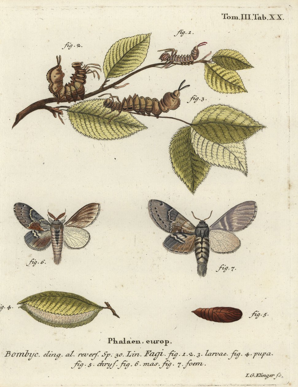 Humří můra, Stauropus fagi. od Johann Georg Klinger