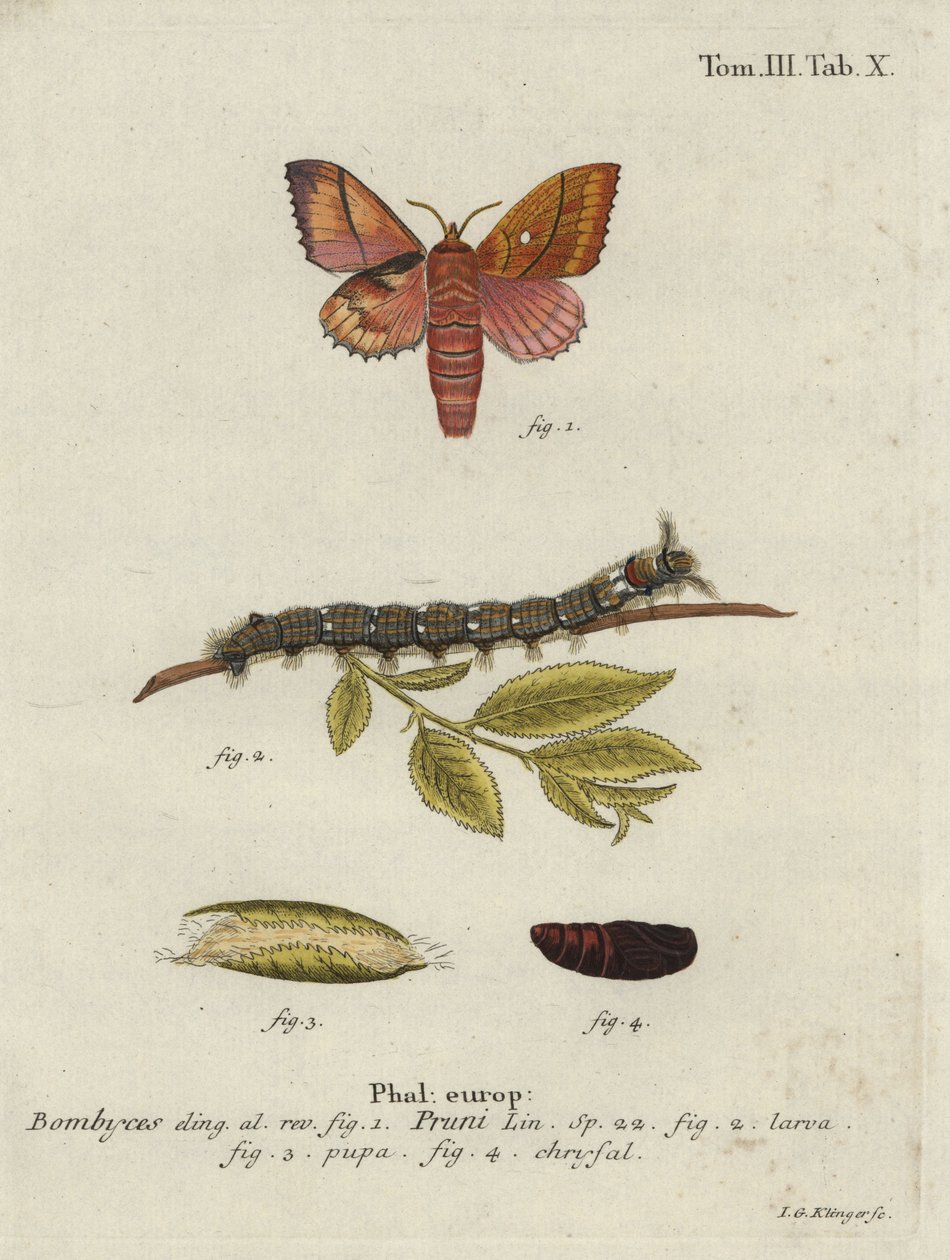 Odonestis slivoň. od Johann Georg Klinger
