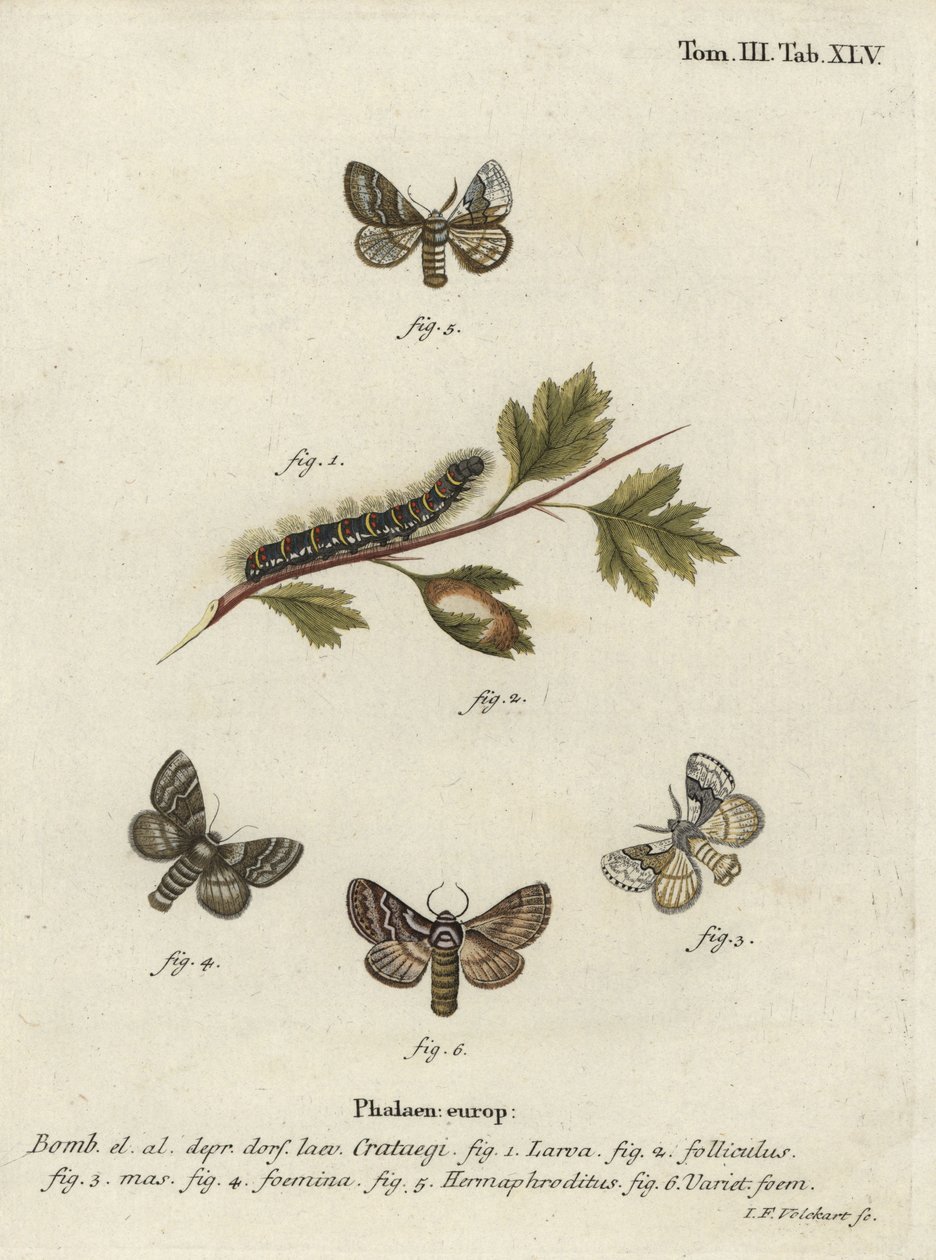 Světlý dub Egger, Trichiura Ketegi. od Johann Georg Klinger