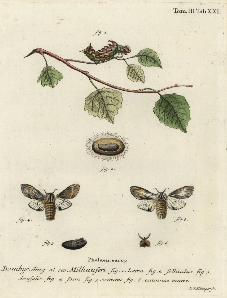 Tawny prominentní můra, Harpyia milhauseri. od Johann Georg Klinger