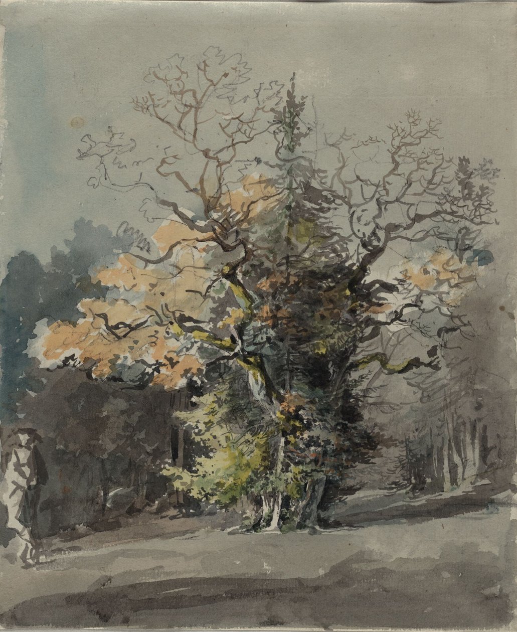 Skupina stromů před lesem od Johann Georg von Dillis