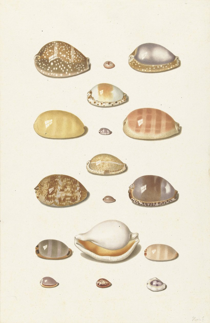 Cowry Shells od Johann Gustav Hoch