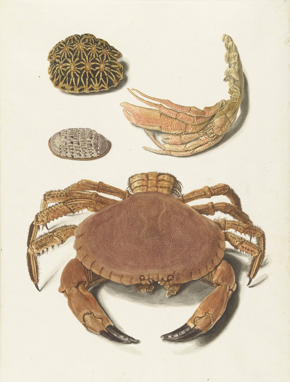 Krab, krabí nůžky a dvě želví krunýře od Johann Gustav Hoch