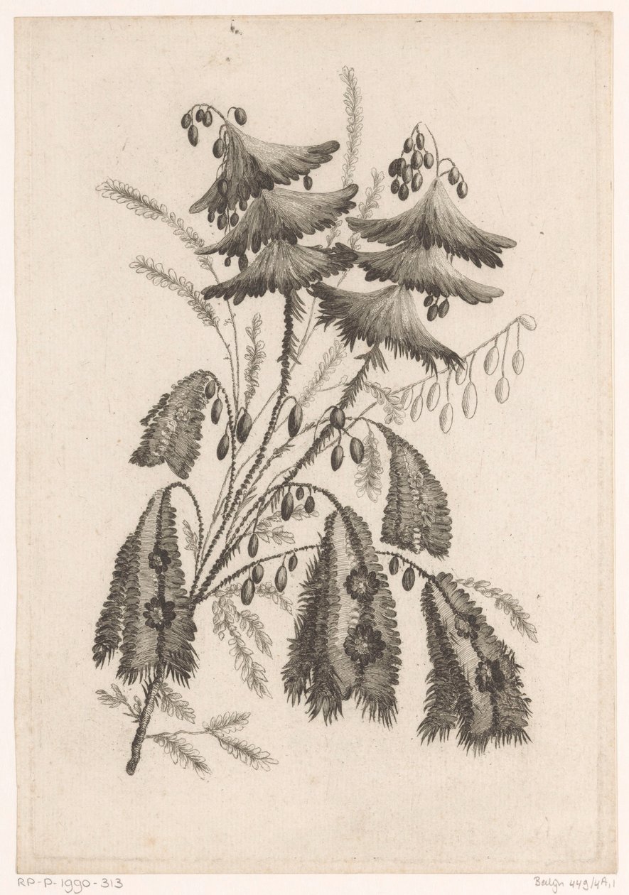 Parasolachtige bloemen Sbírka květin nové chuti; Pro Manufacture des Etoffes de Perse (název série) od Johann Heinrich  Hess
