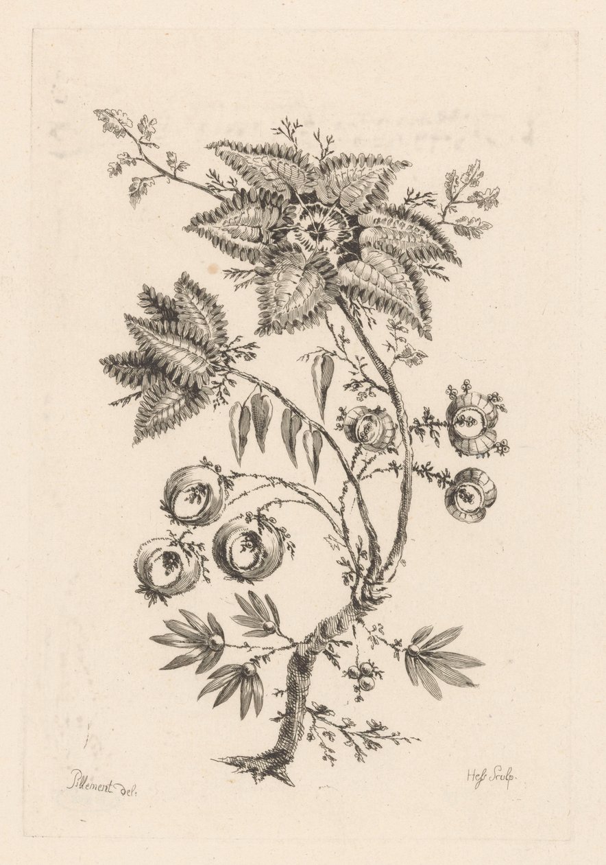 květiny ve tvaru hvězdy Fleures Baroques (název série) od Johann Heinrich  Hess