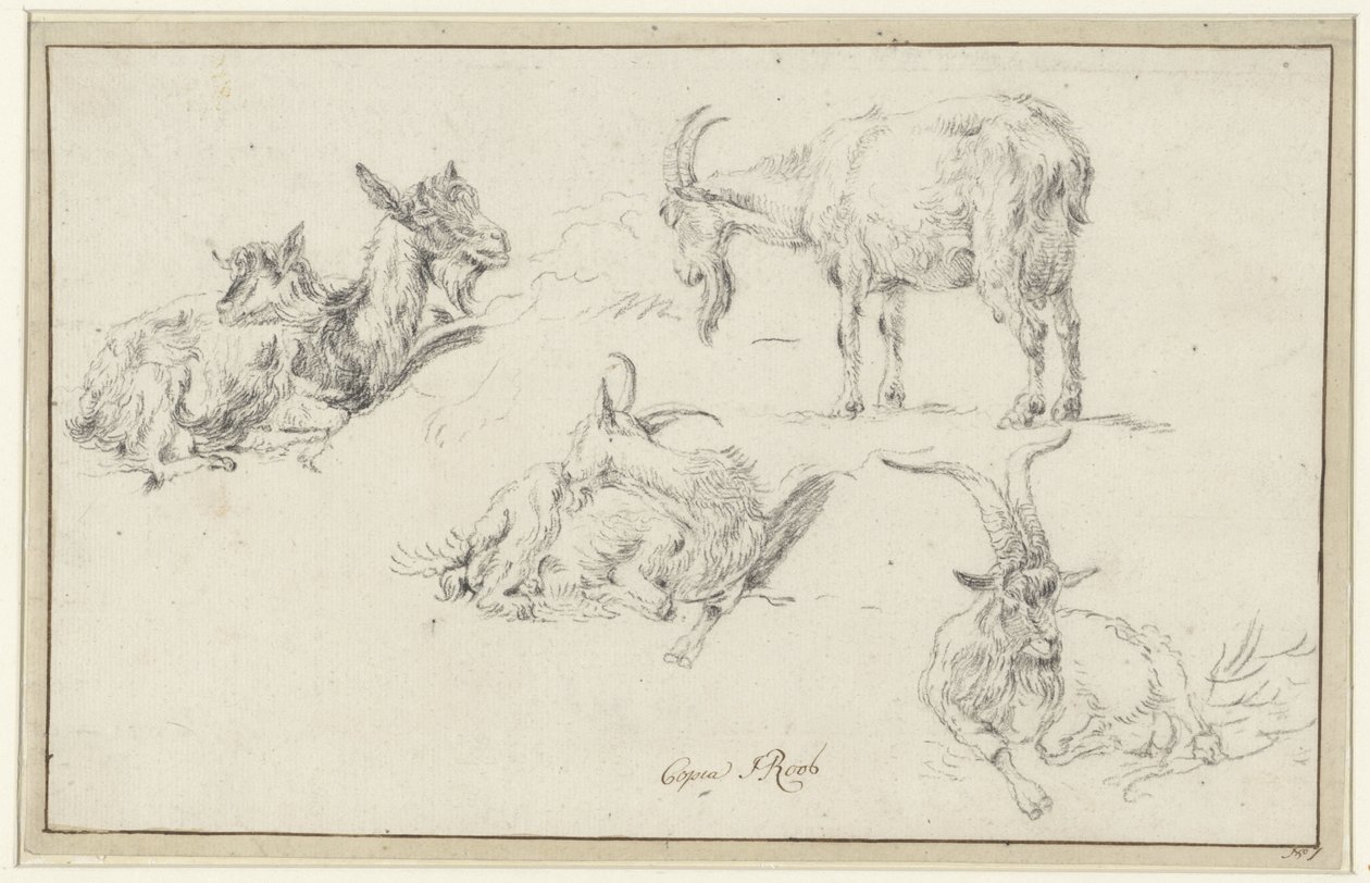 Studie kozy od Johann Heinrich Roos (possibly)