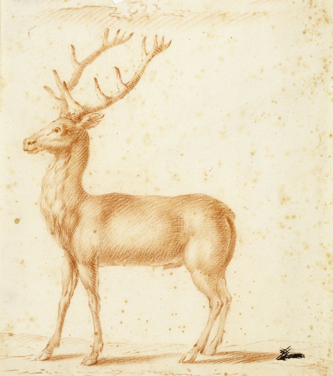 Jelen, 17. století (červená křída na papíře) od Johann Heinrich Roos