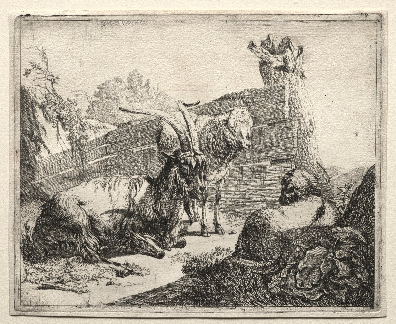 Živý plot od Johann Heinrich Roos