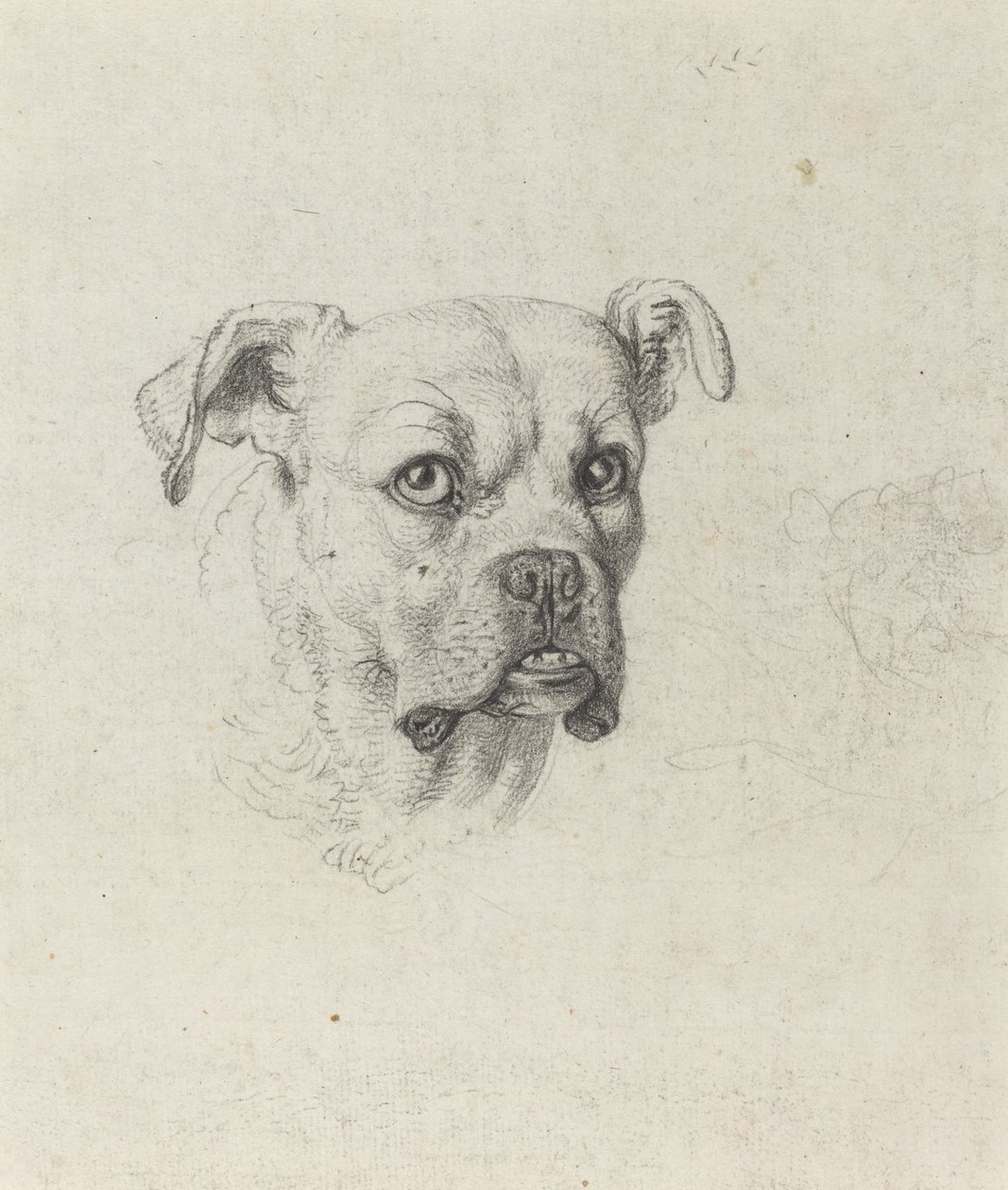Boxer od Johann Heinrich Wilhelm Tischbein