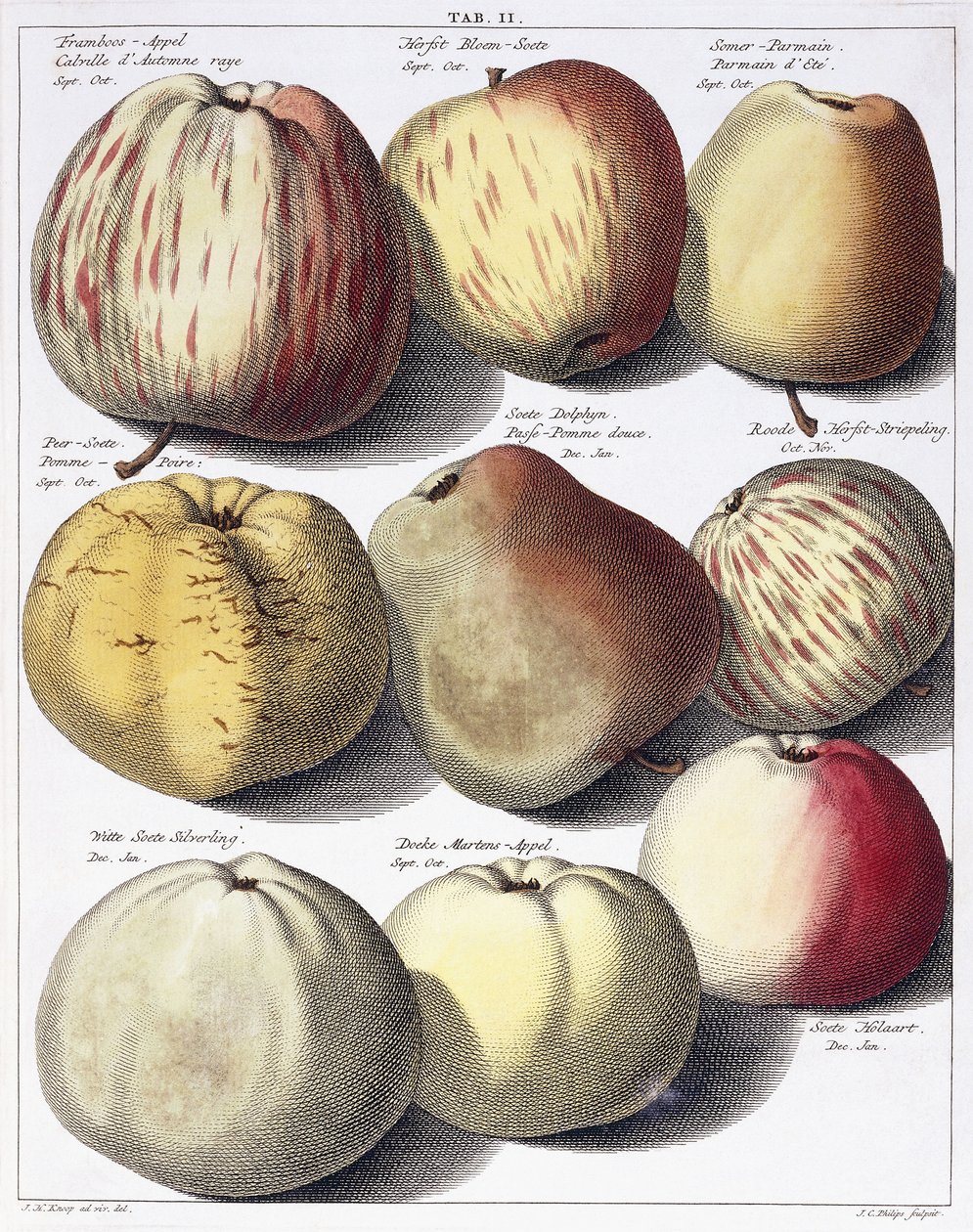 Různá jablka, 1758 od Johann Hermann Knoop