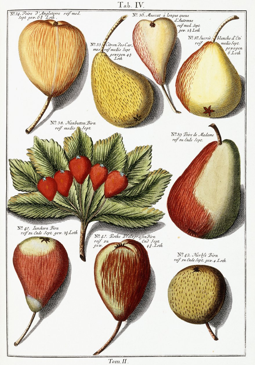 Různé druhy hrušek, 1760-1766 od Johann Hermann Knoop
