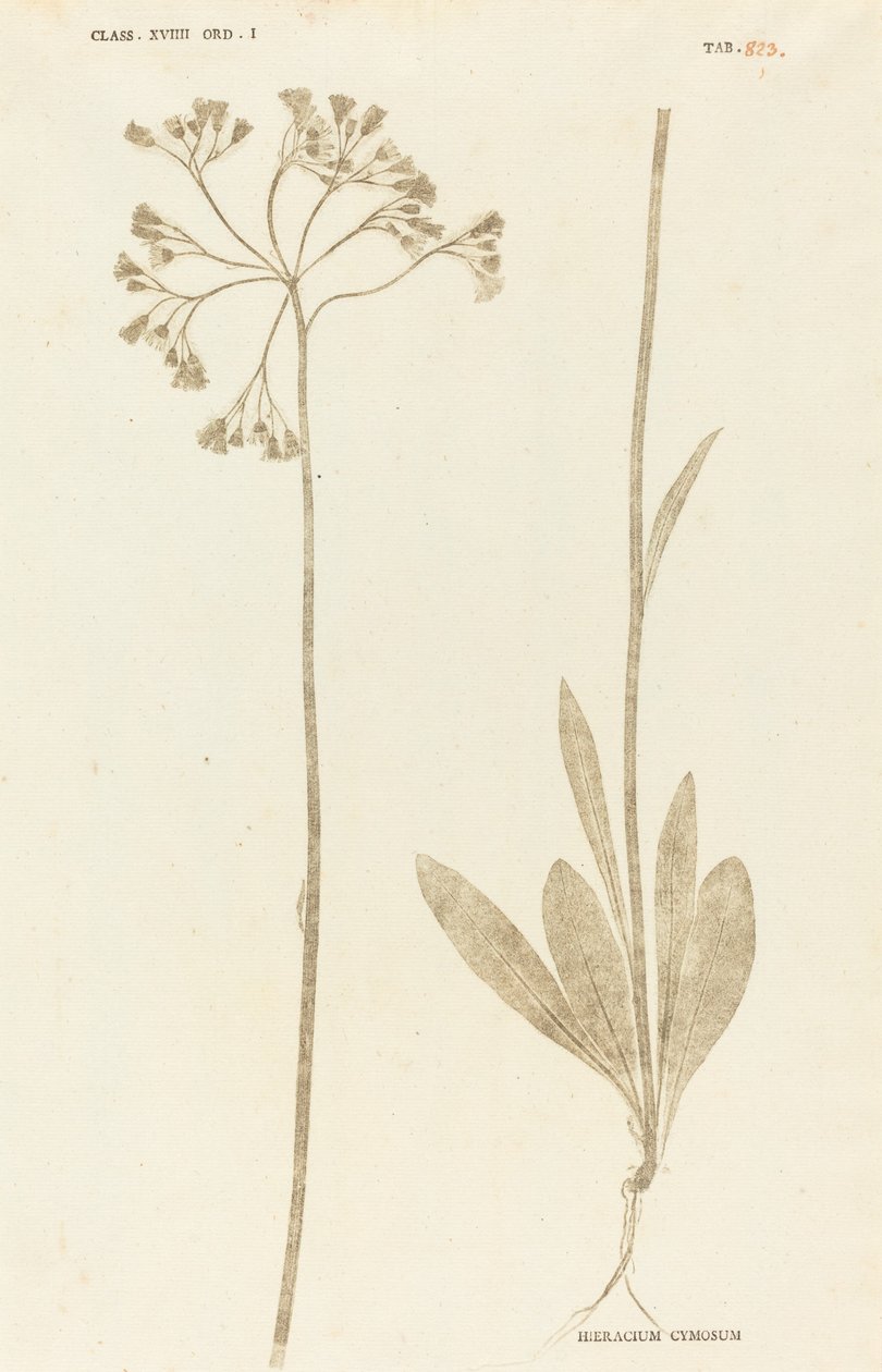 Hieracium Cymosum od Johann Hieronymus Kniphof