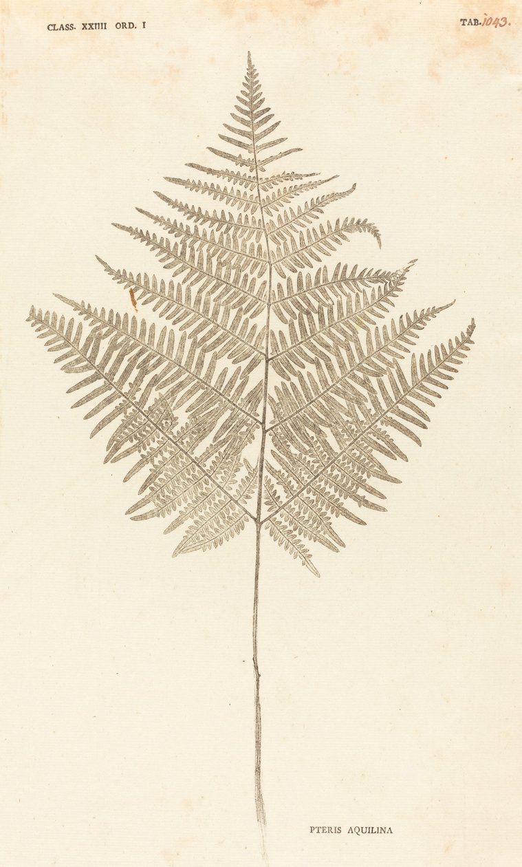 Pteris Aquilina od Johann Hieronymus Kniphof