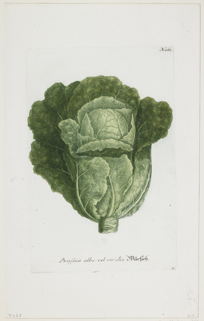 Brassica alba vel viridis, z knihy Phytanthoza Iconographia, 1735-45 od Johann Jakob Haid