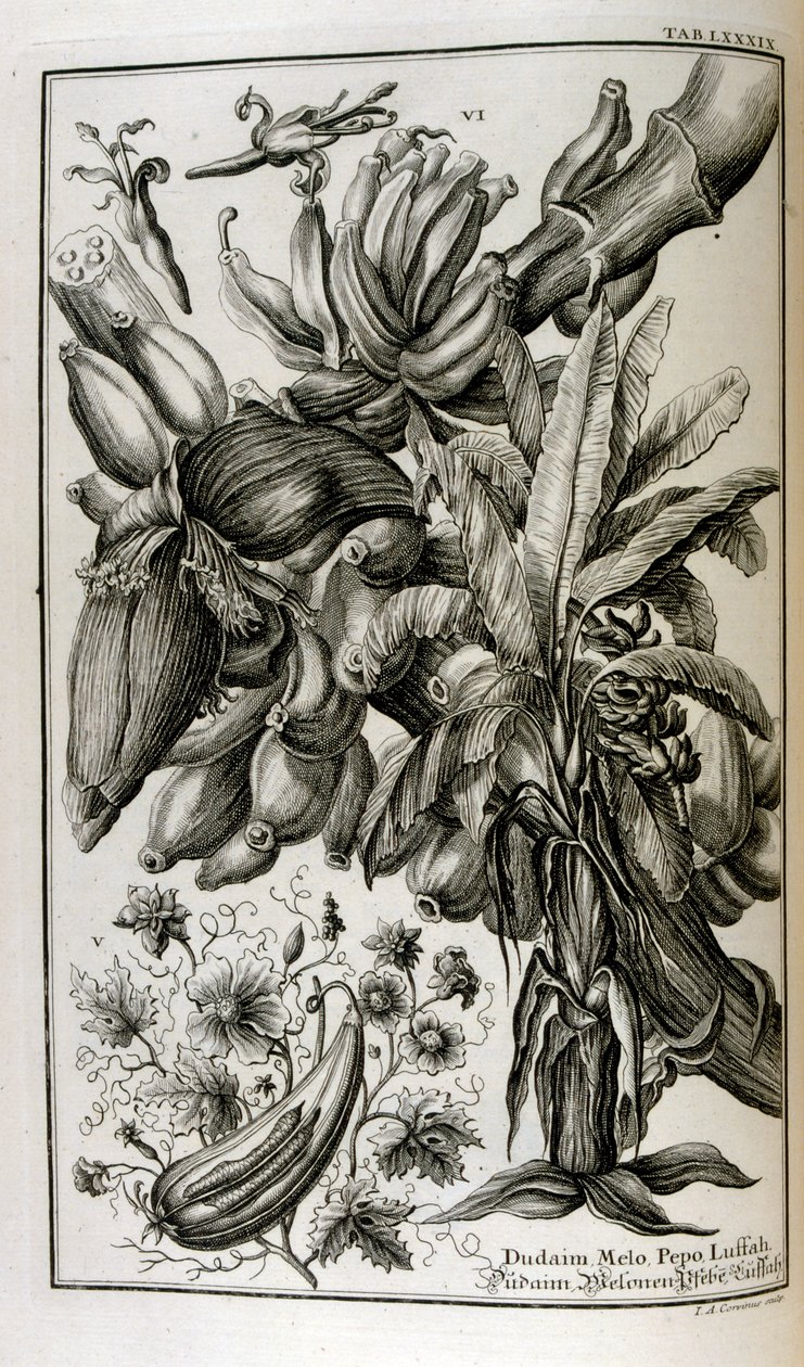 Biblické rostliny a ovoce včetně mandragory a melounu od Johann Jakob Scheuchzer