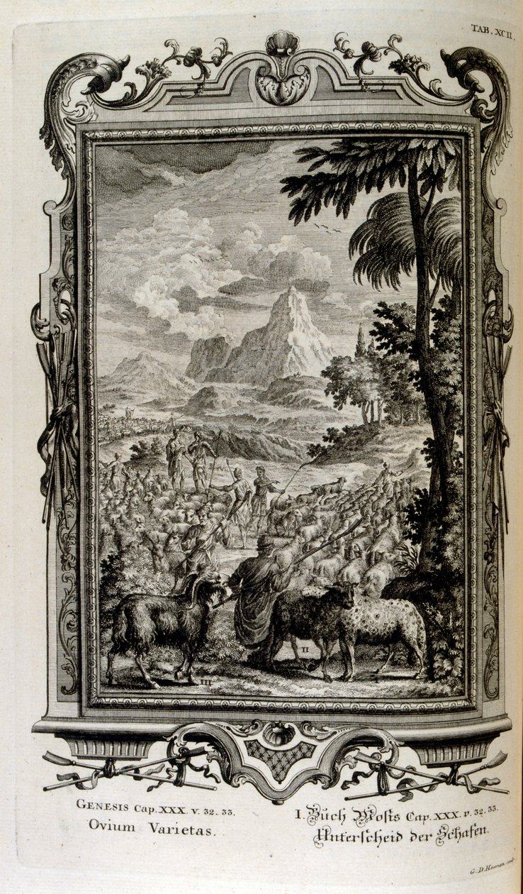 Biblické odrůdy ovcí od Johann Jakob Scheuchzer