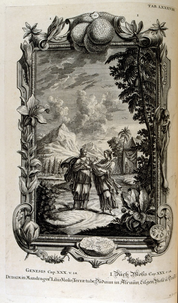 rostlina Mandragora. Často je známá jako mandragora od Johann Jakob Scheuchzer