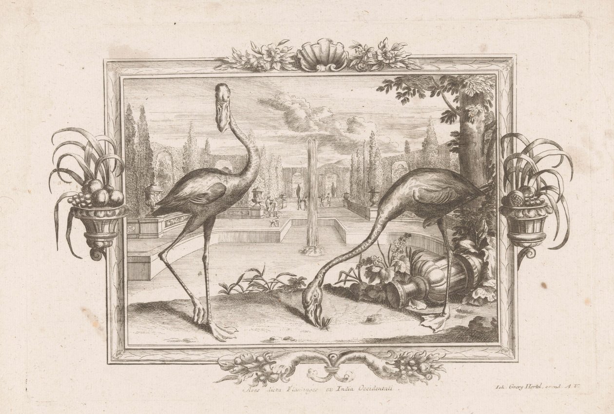 Dva plameňáci Aves dicta Flaminges ex India Occidentali (název na objektu) od Johann Jakob Stelzer