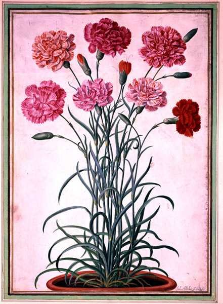 Karafiáty rostoucí z květináče, deska 25 z Nassau Florilegium (akvarel na papíře) od Johann Jakob Walther