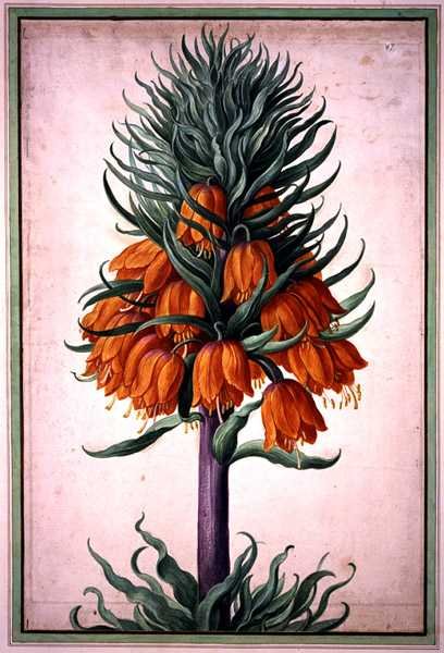 Fritillaria imperialis (koruna císařská) deska 25 z Nassau Florilegium (akvarel na papíře) od Johann Jakob Walther