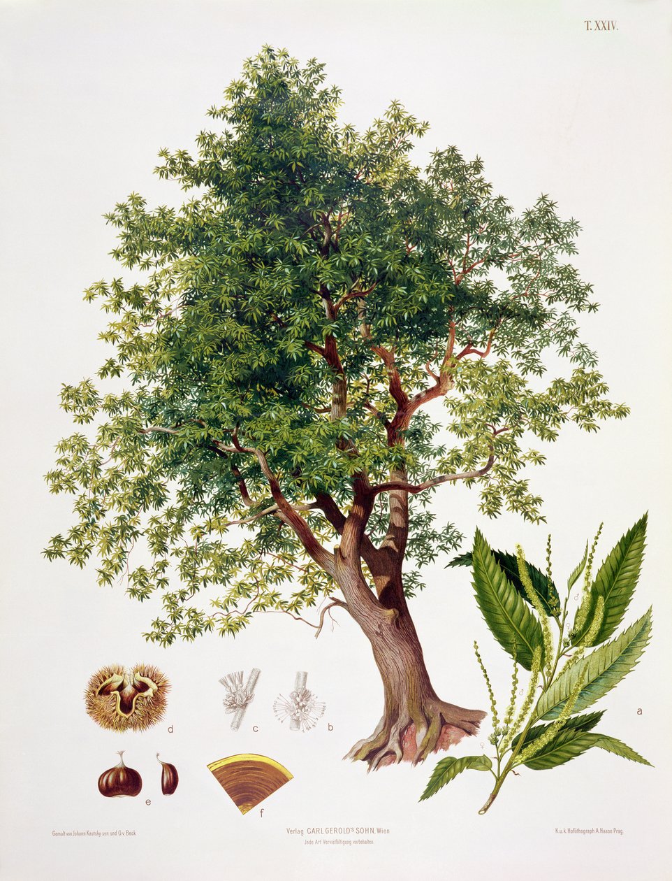 Sweet Chestnut, rytina A. Haase od Johann Kautsky
