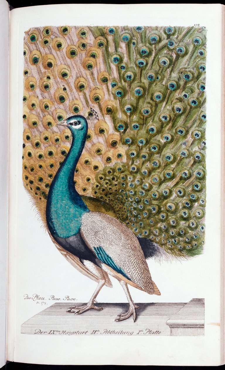 Muž Peacock v plném zobrazení, 1763 od Johann Leonhard Frisch