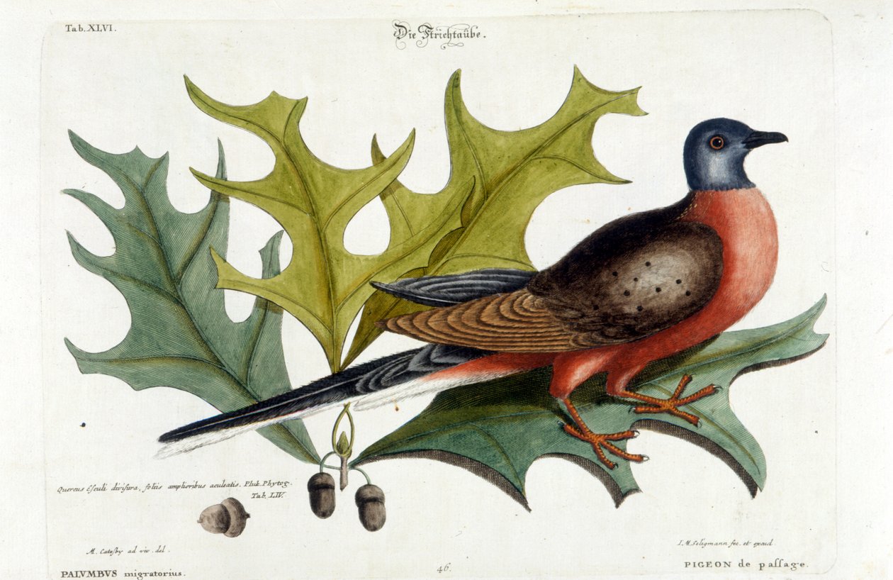Stěhovavá holubice, nyní vyhynulá. Zoo, Seligman 1749 od Johann Michael Seligmann