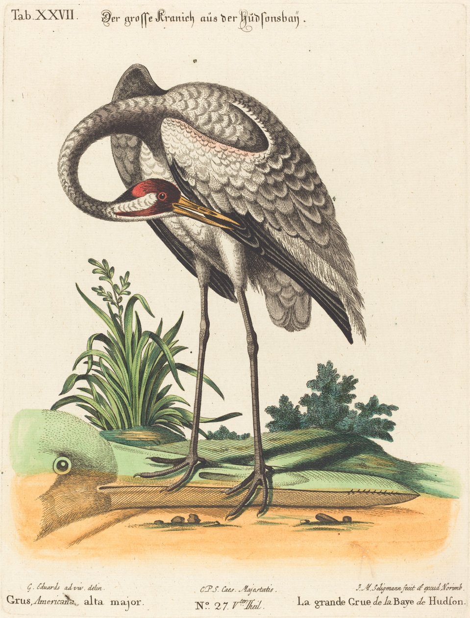 Grus Americana, vrchní major od Johann Michael Seligmann after George Edwards