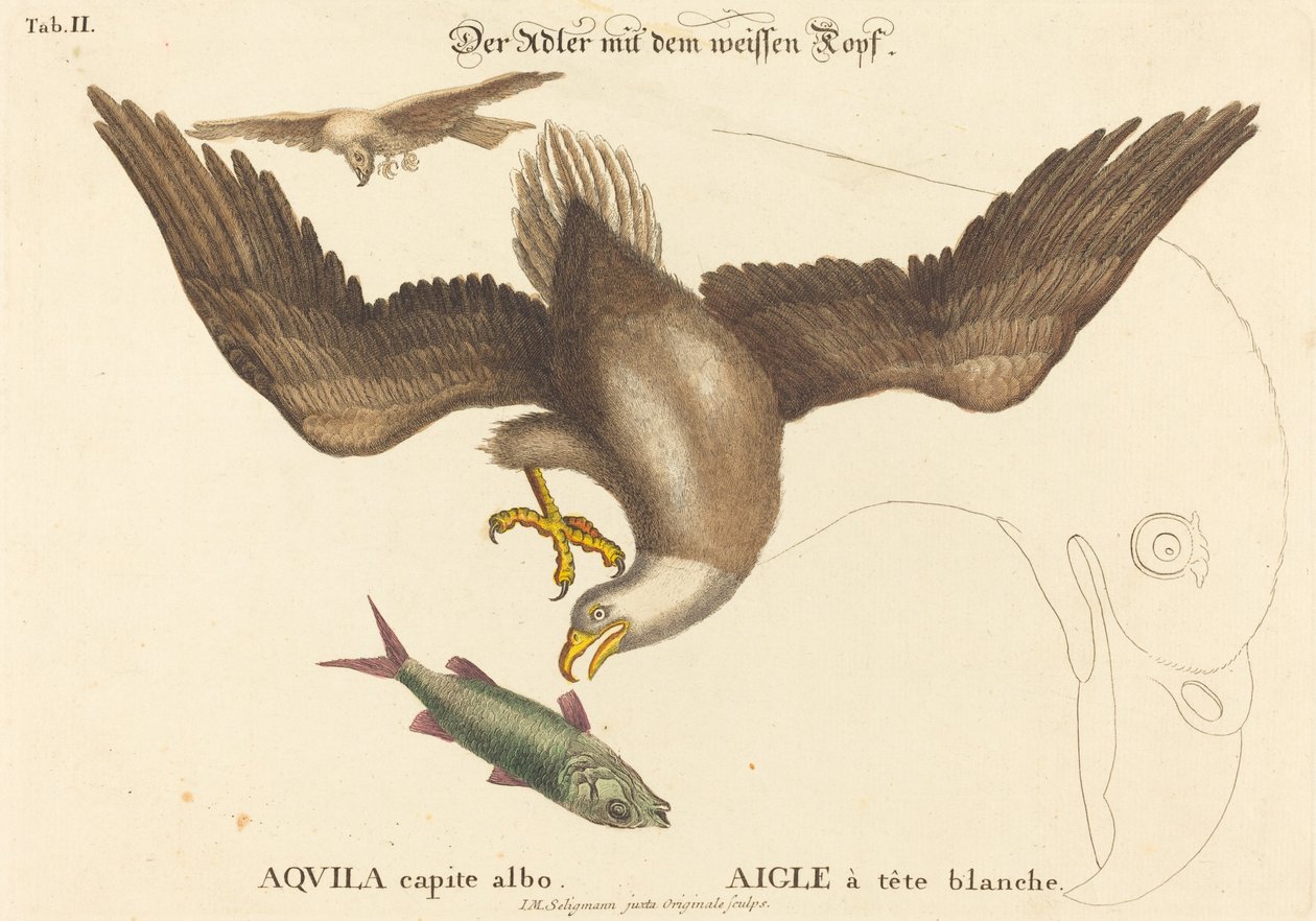 Orel bělohlavý (Falco leucocephalus) od Johann Michael Seligmann after Mark Catesby