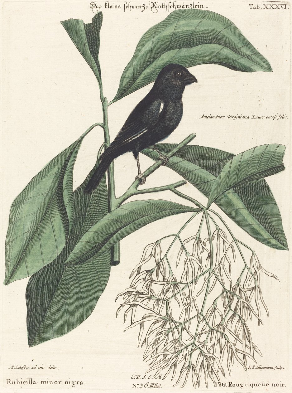 Hýl černý (Rubicilla minor nigra) od Johann Michael Seligmann after Mark Catesby