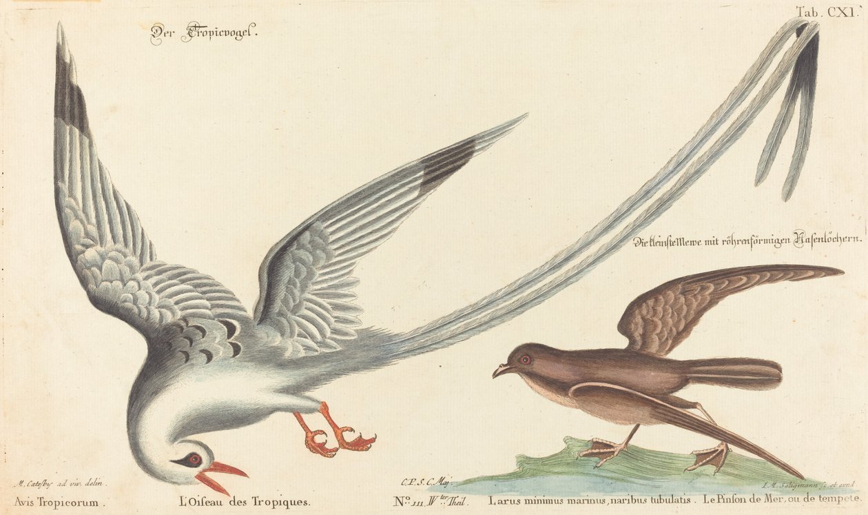 Tropický pták (Phaeton aethereus) od Johann Michael Seligmann after Mark Catesby