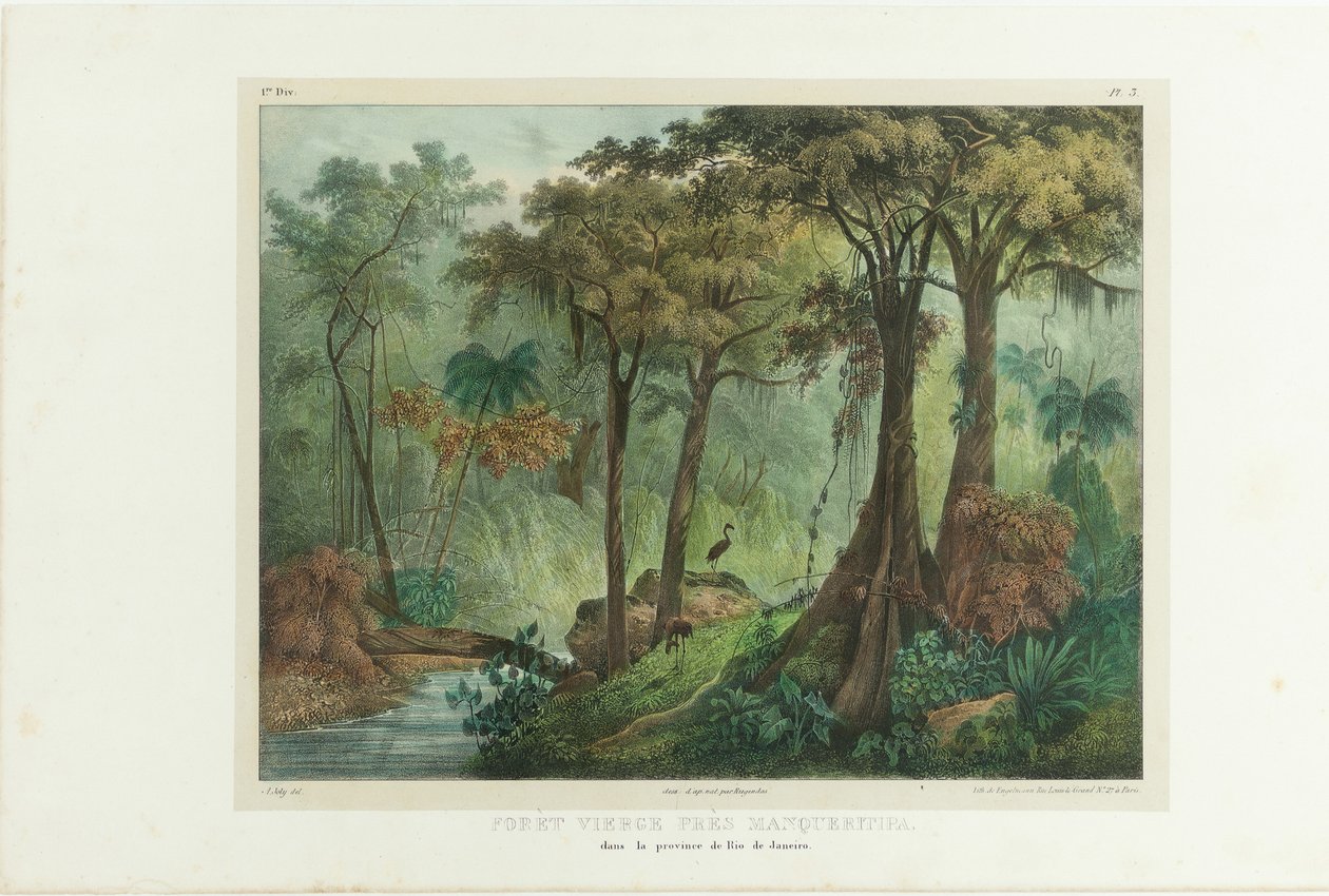 Virgin Forest poblíž Manqueritipa. Z malebné cesty v Brazílii, 1835. od Johann Moritz Rugendas