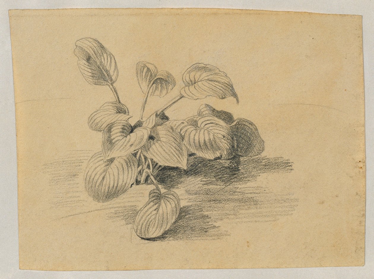 Studie listové rostliny od Johann Peter Krafft