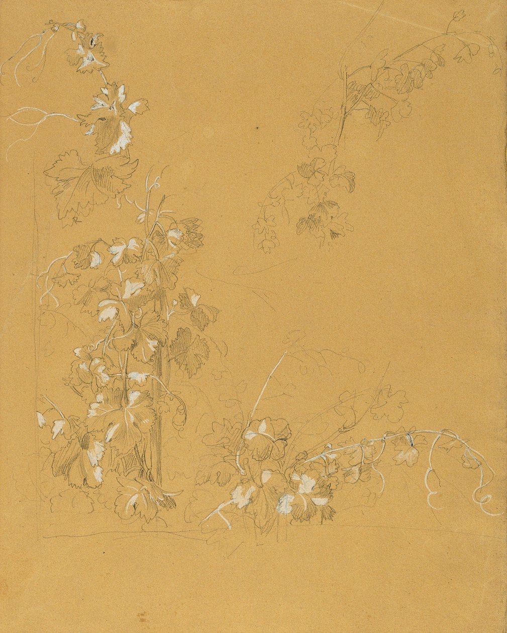Weinstock, Studie pro "Hermann a Dorothea ve Vineyard" od Johann Peter Krafft