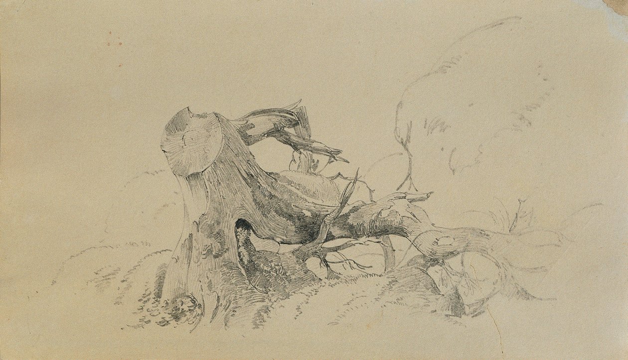 Kořenový systém, padlý strom od Johann Peter Krafft