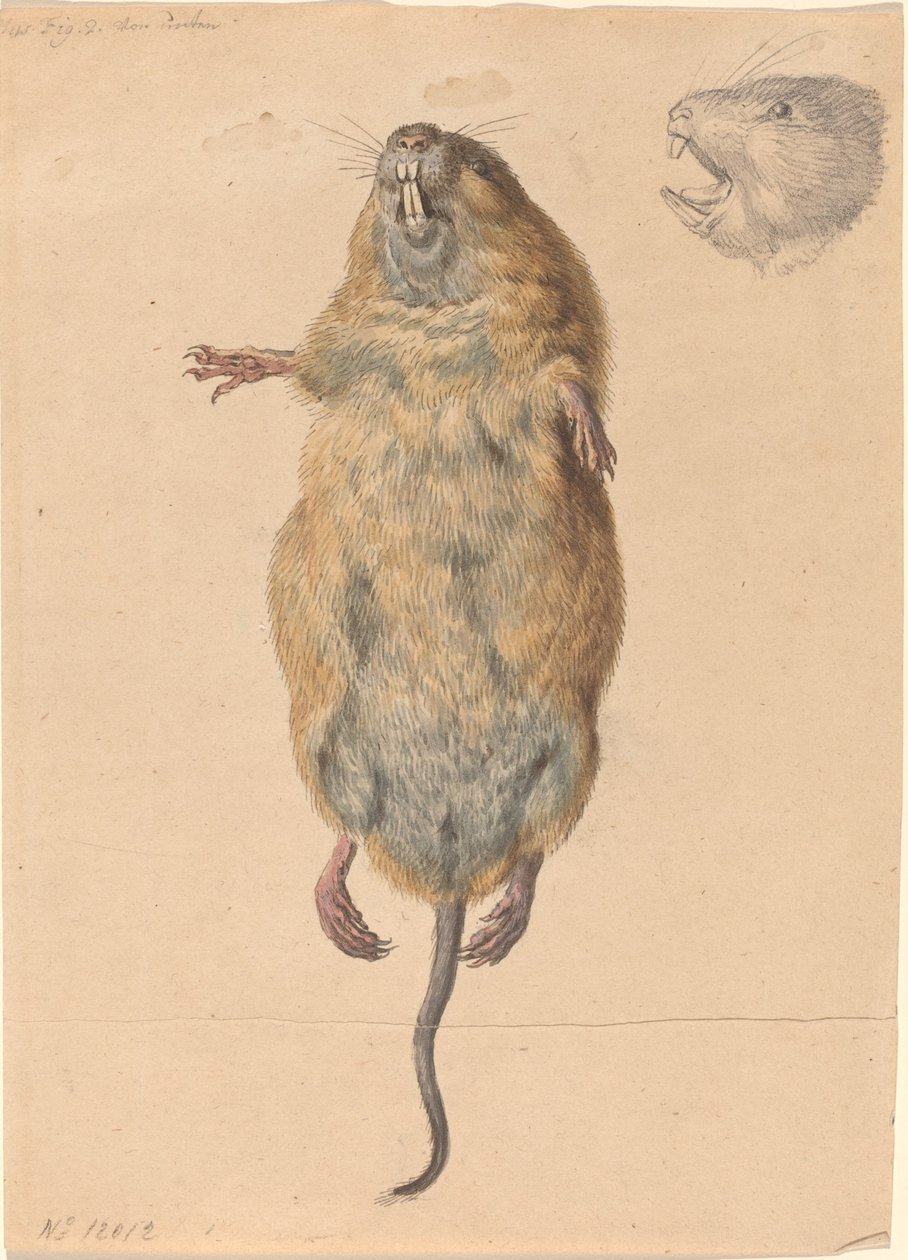 Polní myš, zdola od Johann Rudolph Schellenberg