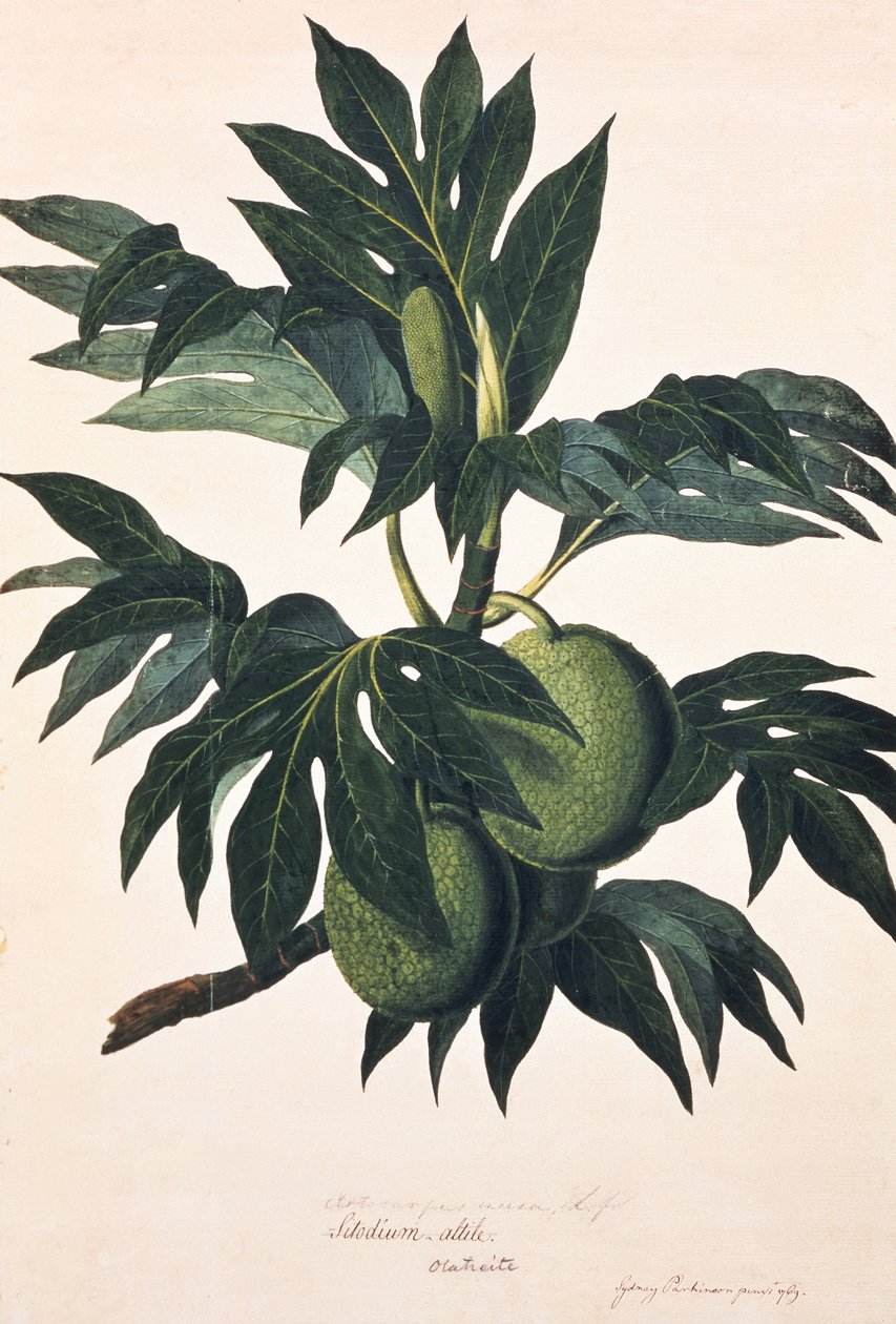 Větev chlebovníku s plody, asi 1773 (rytina) od Johann Sebastien Muller