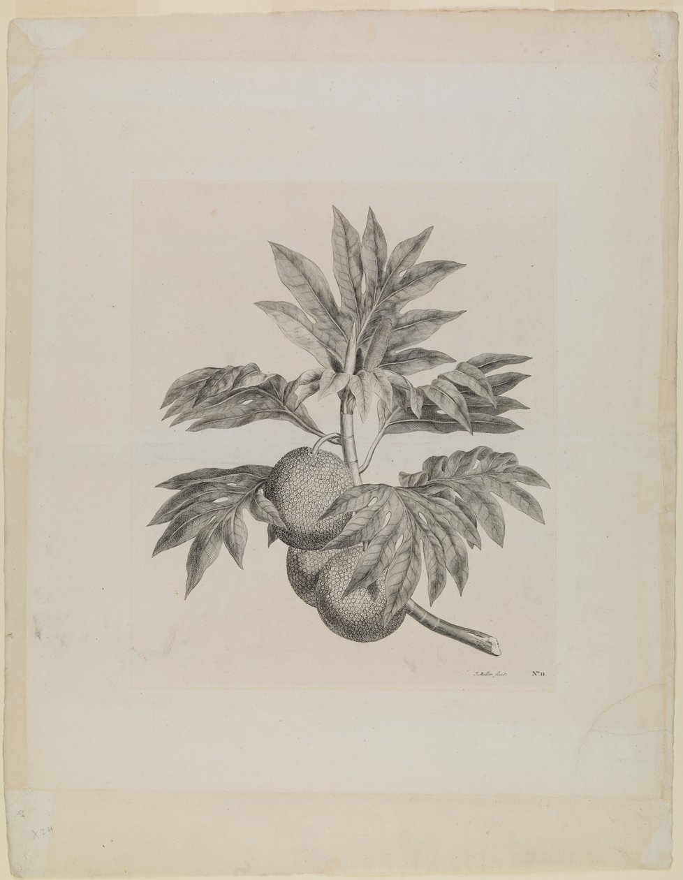 Větev chlebovníku s plody od Johann Sebastien Muller