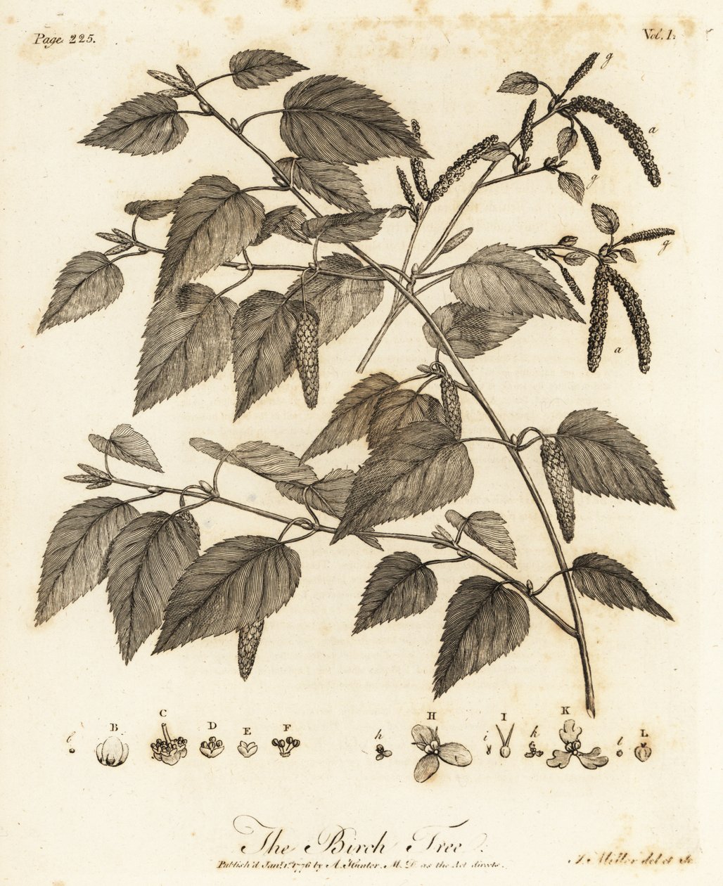 Bříza plstnatá, Betula pubescens. od Johann Sebastien Muller