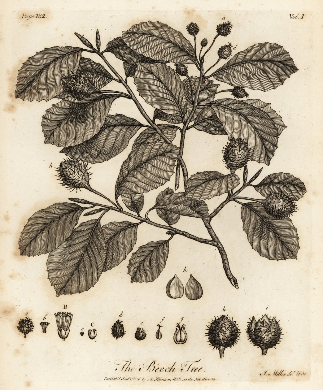 Buk lesní nebo buk obecný, Fagus sylvatica. od Johann Sebastien Muller