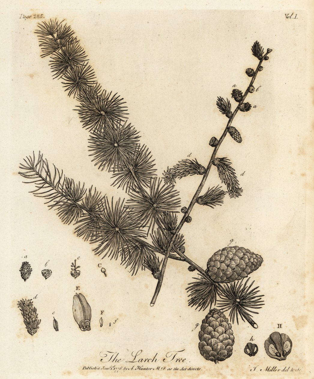 Modřín evropský, Larix decidua. od Johann Sebastien Muller